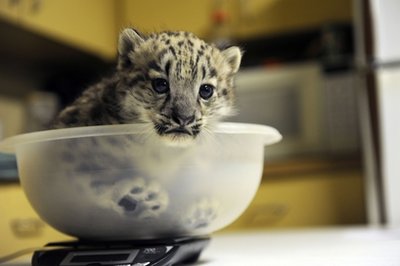 I feel like this baby snow leopard shoved into a bowl, weighed in a clinical cold environment with no hope of understanding the goings-on of life. 