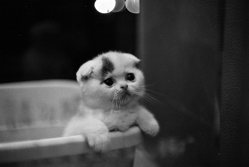 Sad kitty is sad. 