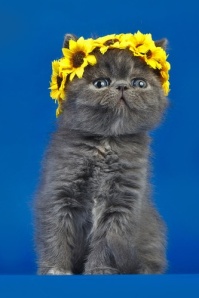 Do these flowers make my face look fat?